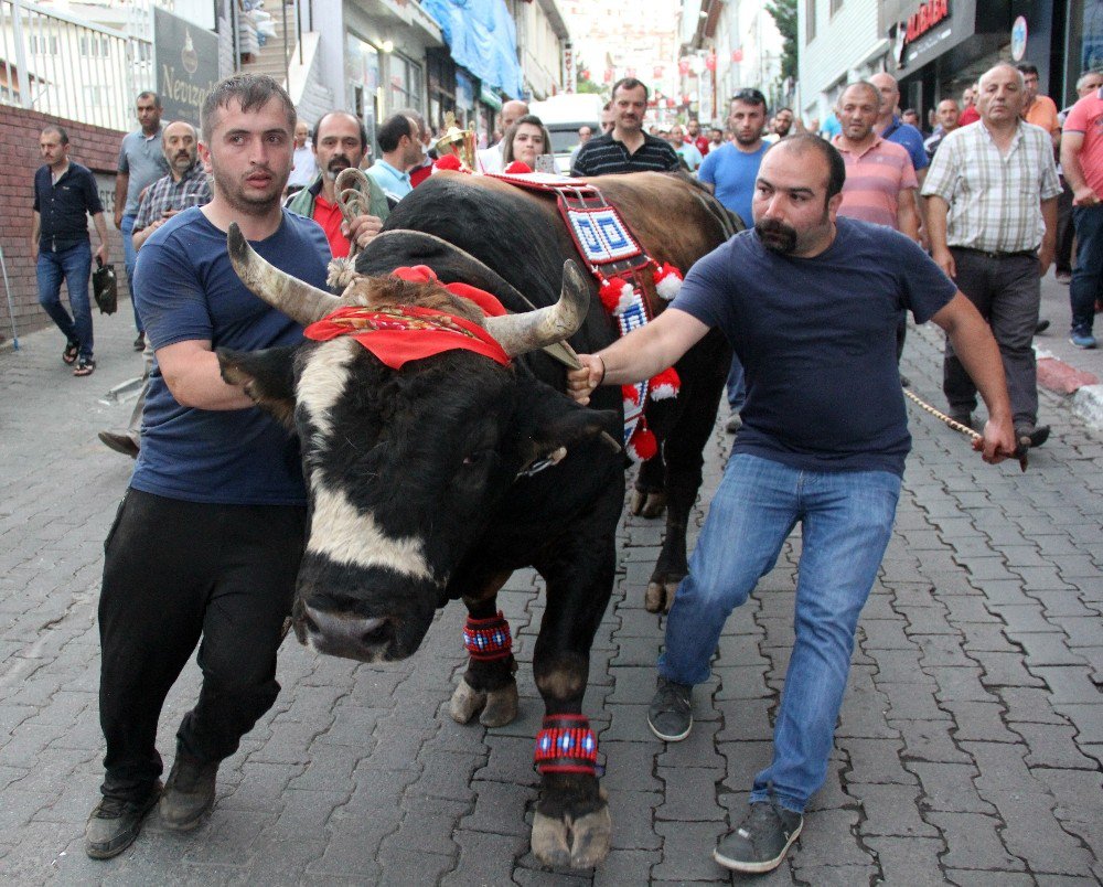 Şampiyon Boğalardan Şehir Turu