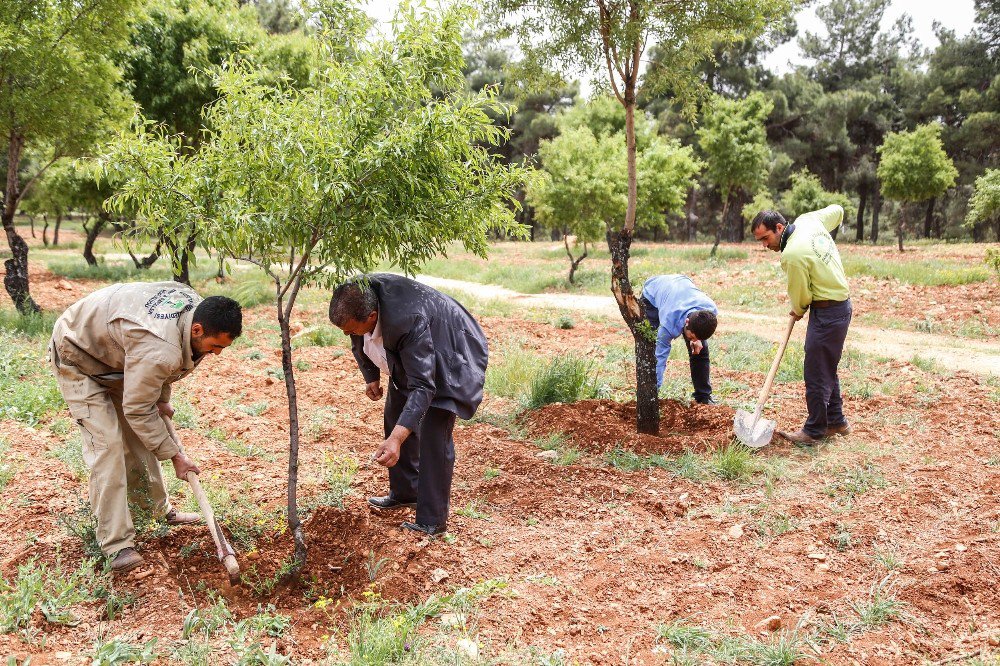 Kuşlar İçin Dikilen Fidanlar Ağaç Oldu