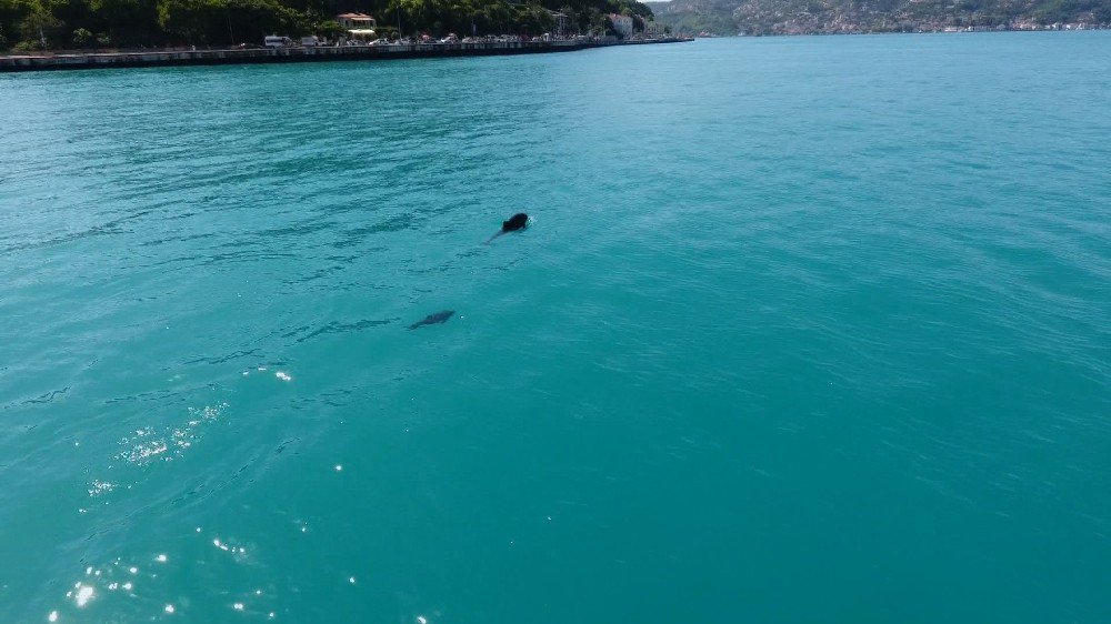 İstanbul Boğazı’nda Yunusların Dansı Drone İle Havadan Görüntülendi