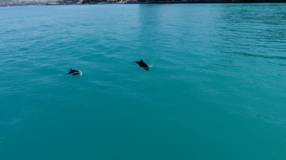 İstanbul Boğazı’nda Yunusların Dansı Drone İle Havadan Görüntülendi