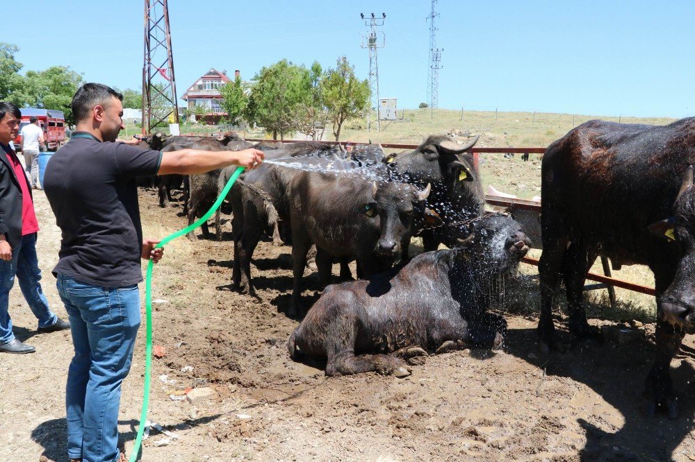 Yozgat’ta Üreticiye Damızlık Erkek Manda Dağıtıldı