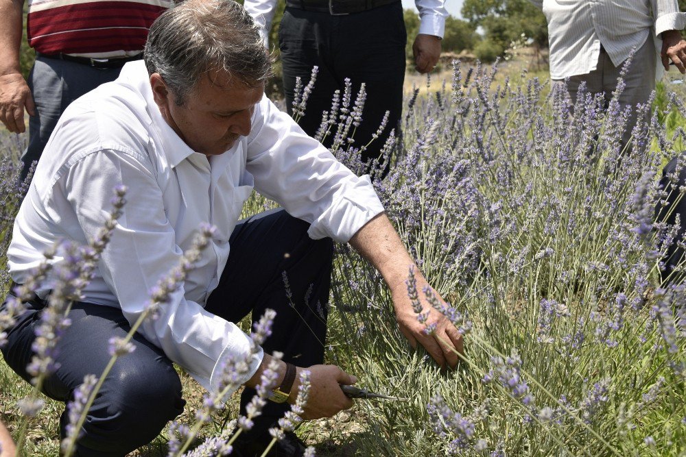 Belediye Destekledi Yuntdağı Lavanta Diyarı Oldu