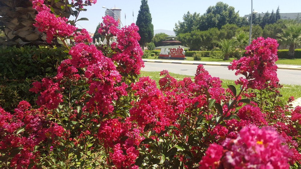 Yaz Çiçekleri Alaşehir’i Renklendiriyor