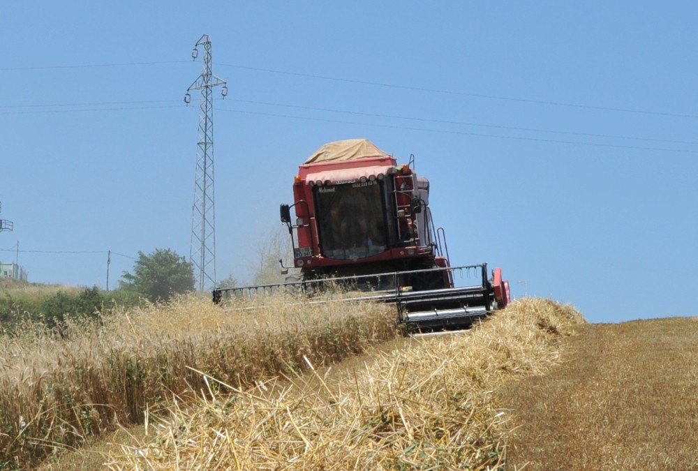 Bafra Ovası’nda Buğday Hasadı Başladı