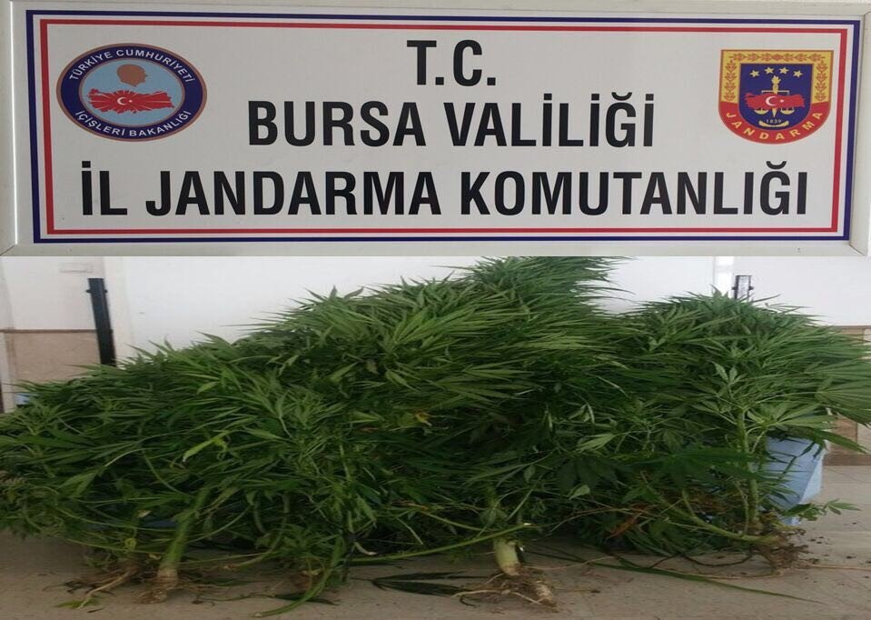 Bursa’da Kenevir Operasyonu