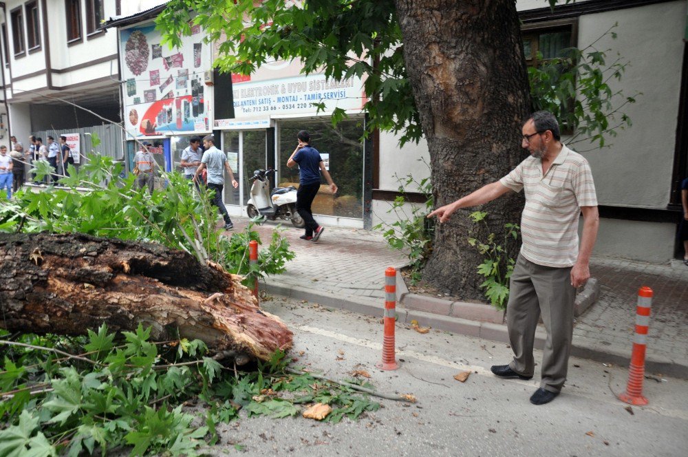 Asırlık Çınar Böyle Devrildi