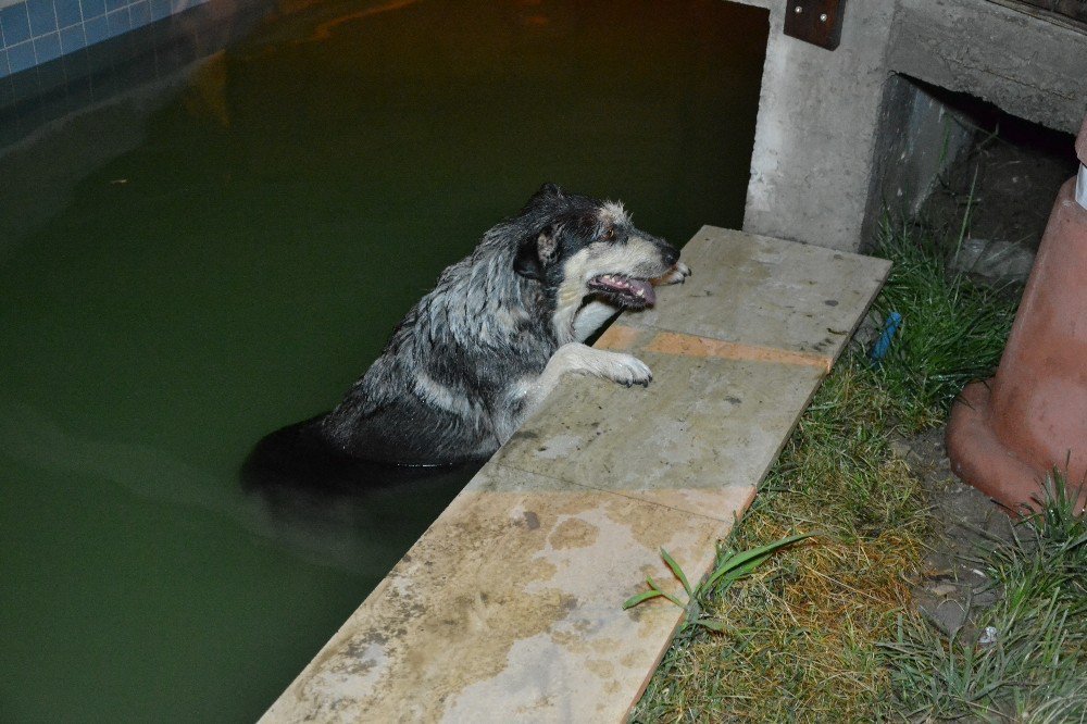 Süs Havuzuna Düşen Köpek, İtfaiye Ekiplerine Zor Anlar Yaşattı