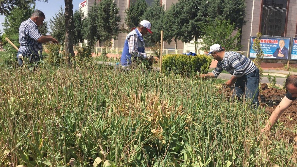 Kilis Park Ve Bahçeler Müdürlüğü Çalışmalarına Devam Ediyor