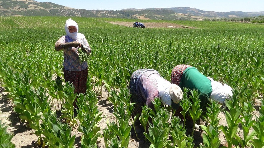 50 Derece Sıcağın Altında Tütün Hasadı