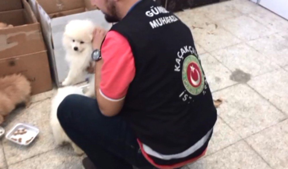 Sarp Sınır Kapısı’nda Süs Köpeği Operasyonu