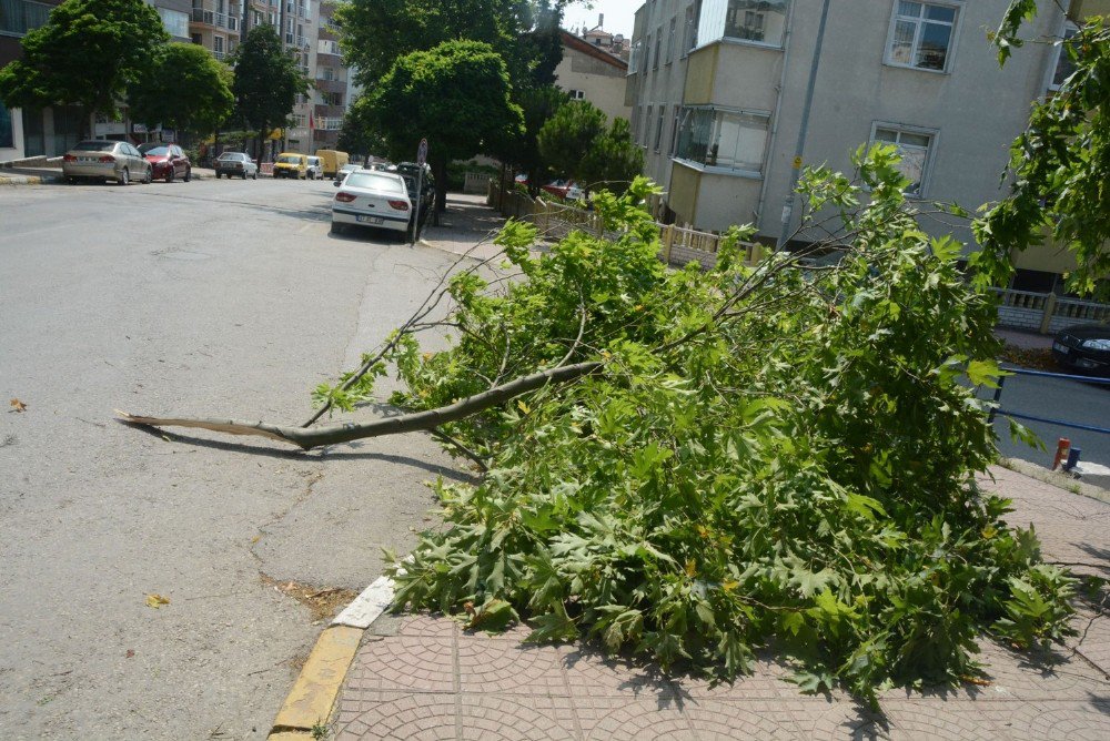 Sinop’ta Şiddetli Rüzgar Hasara Neden Oldu