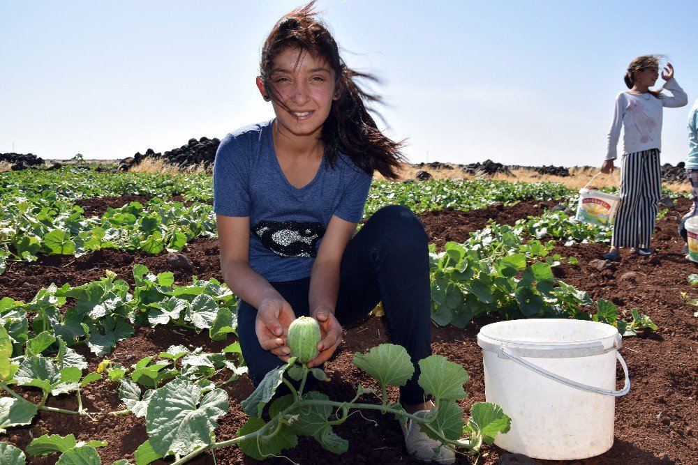 Şanlıurfa’da Şelengo Sezonu Açıldı