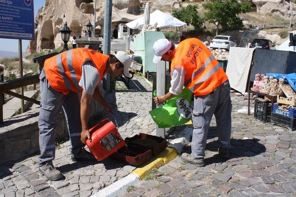 Uçhisar’da, Sokak Hayvanları Aç Kalmıyor