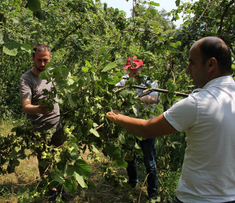 Trabzon’da 2017 Ürünü Fındık Rekoltesi Belirleniyor