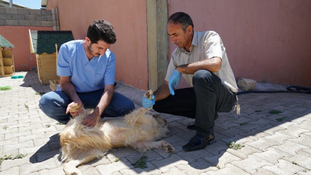 Adıyaman’da 3 Ayda 707 Sokak Hayvanı Tedavi Edildi