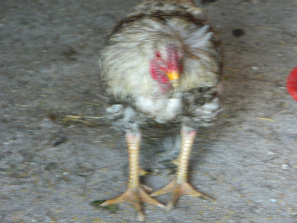Posof’ta Sıcak Havaya Dayanamayan Tavuklar Telef Oluyor