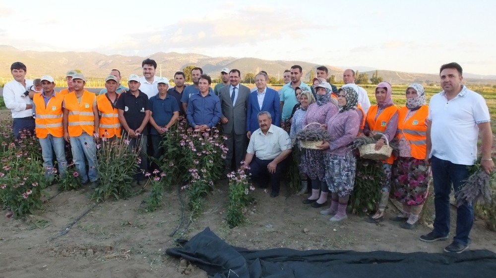 Burhaniye Aromatik Ve Tıbbi Bitkiler Merkezi Olacak