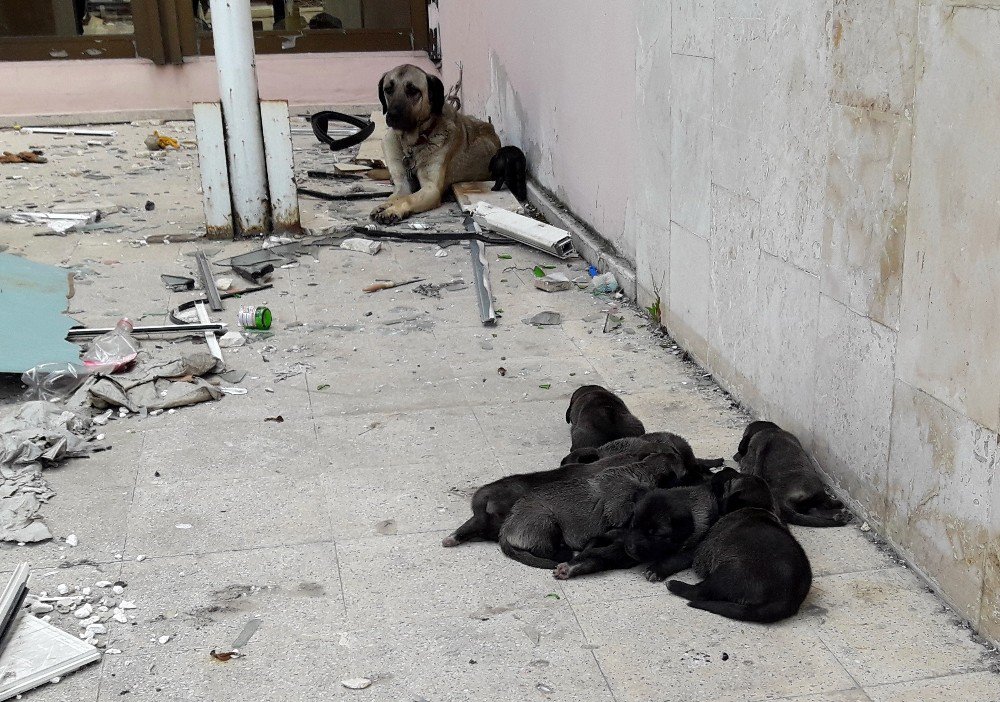 Yanan Binada Bulunan Yavru Köpekleri İtfaiye Ekipleri Kurtardı