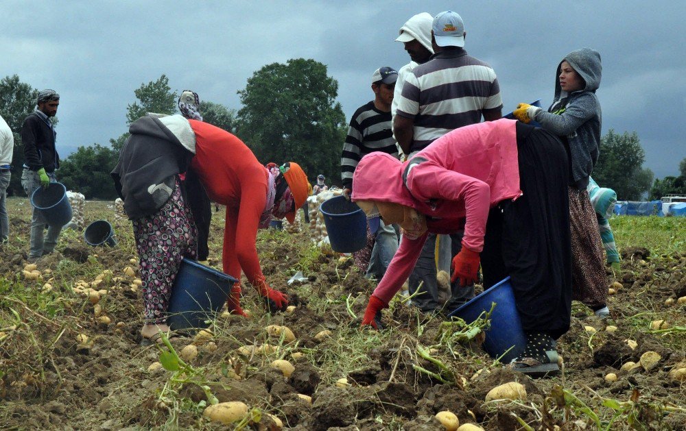 Patates Üreticisinin Yüzü Gülüyor