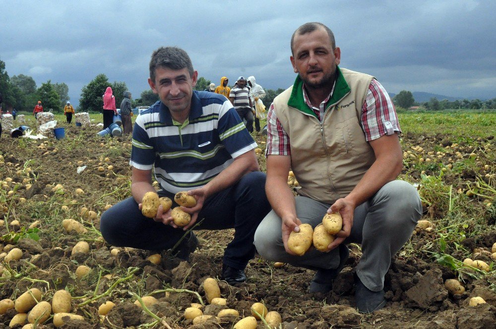 Patates Üreticisinin Yüzü Gülüyor