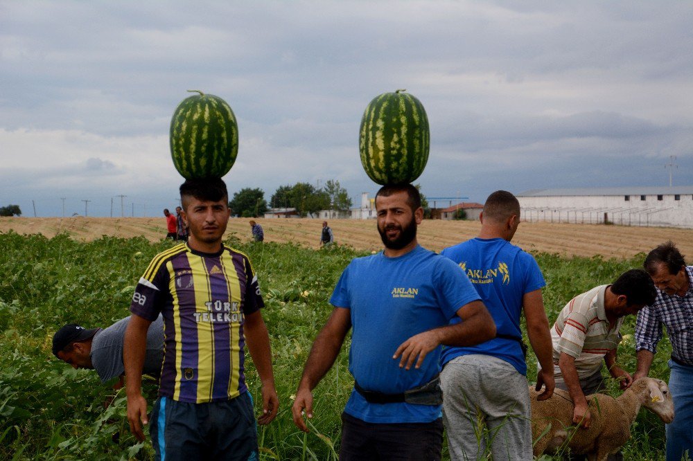 Karacabey’de Karpuz Hasadı Başladı