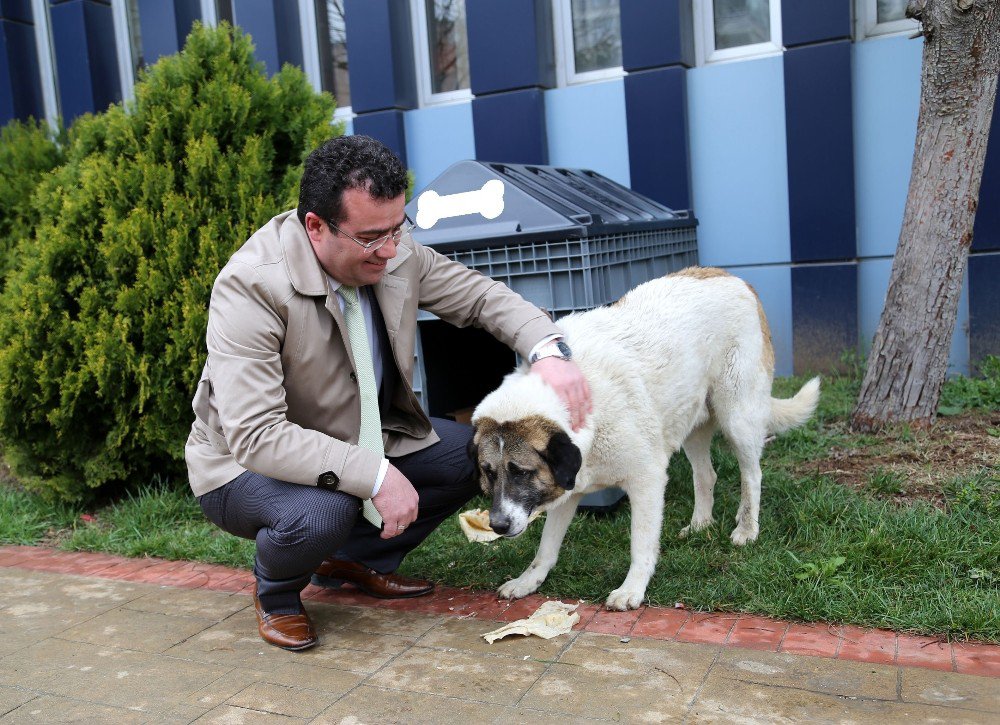 Sokak Hayvanları Atakum’da Güvende