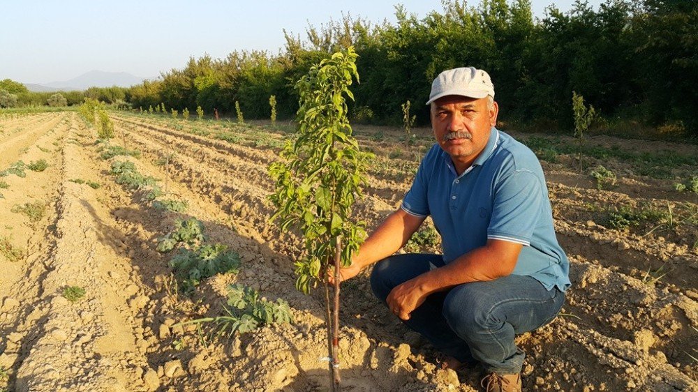 Ödemişli Erik Üreticileri Yeni Arayışa Girdi