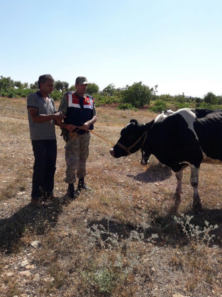 Çalınan İnekler Bulundu