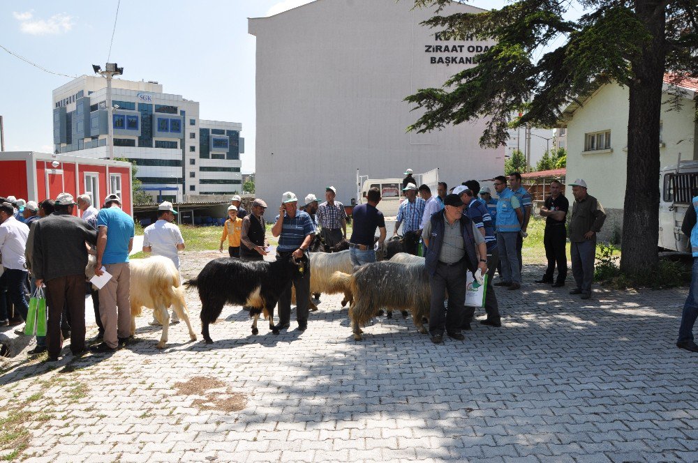 Yerli Irk Honamlı Keçisi, Üreticiyi İhya Edecek