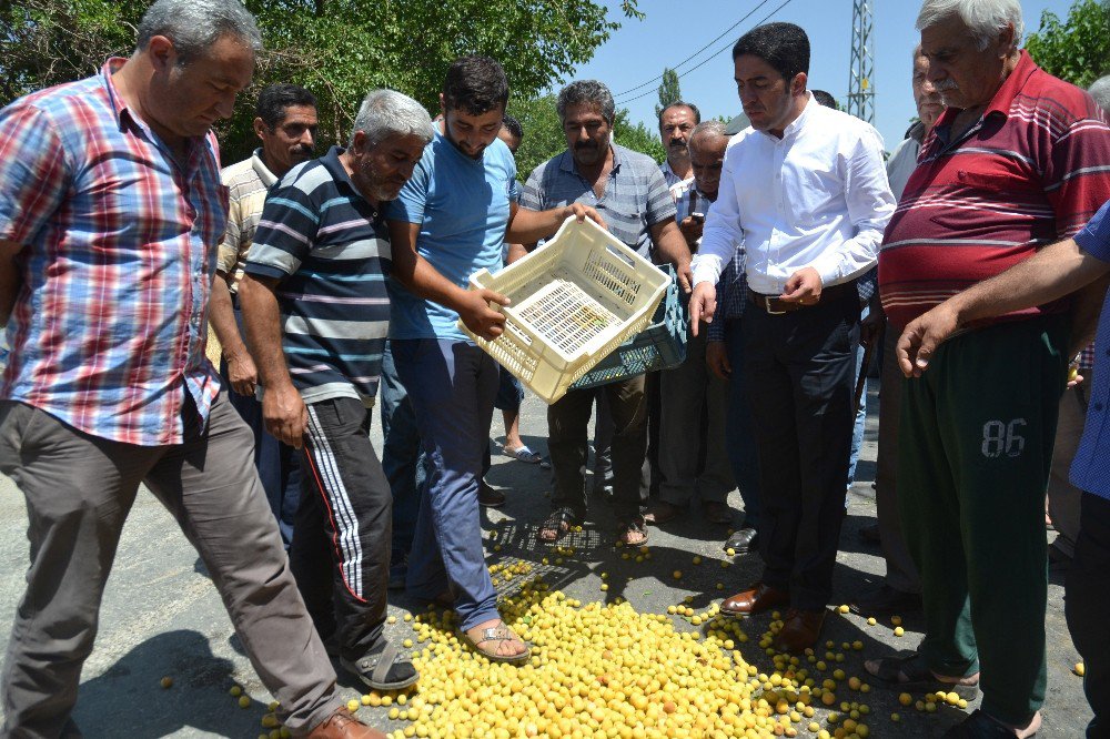 Topladıkları Kayısıları Kasalarla Yere Döktüler