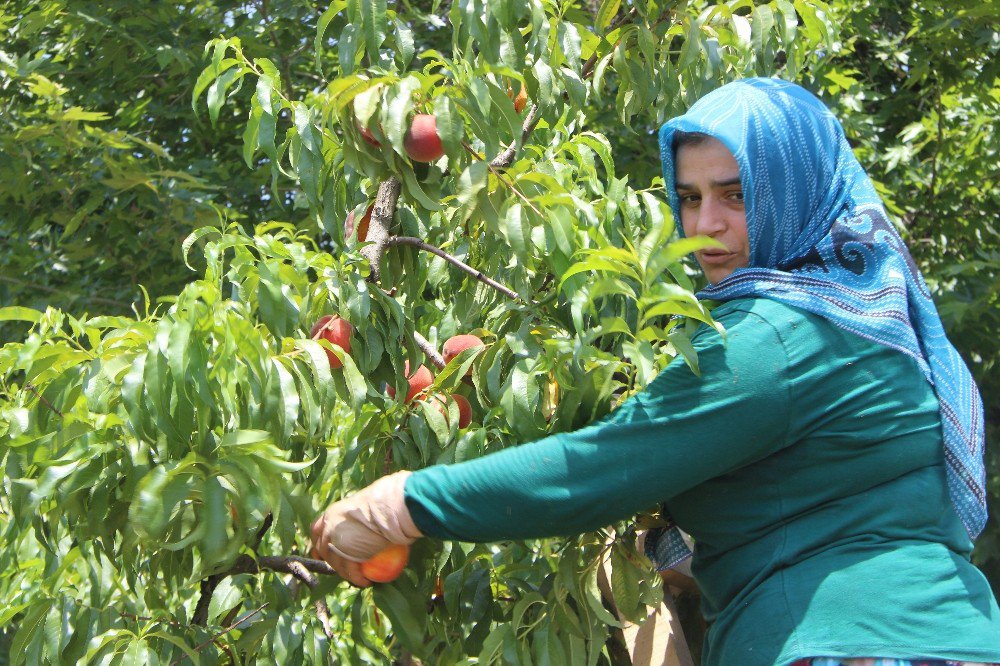 Şeftalinin Tadı Kaçtı