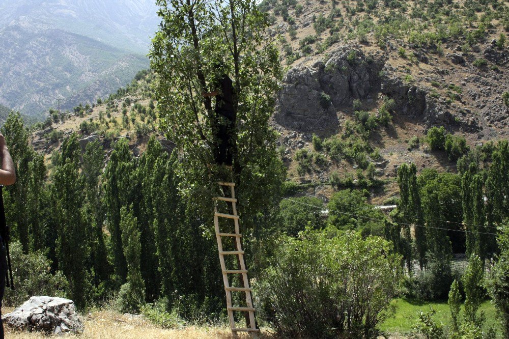 Şebeke Bulmak İçin Ağaçlara Tırmanıp, Dağa Çıkıyorlar