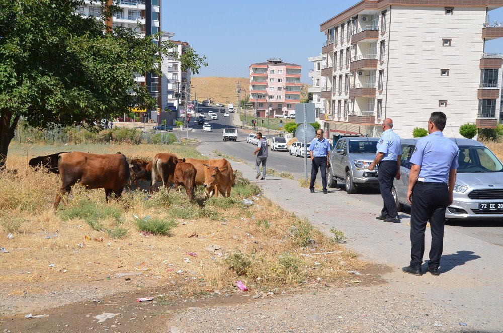 Batman’da Başıboş Hayvanlar Toplanmaya Başlandı