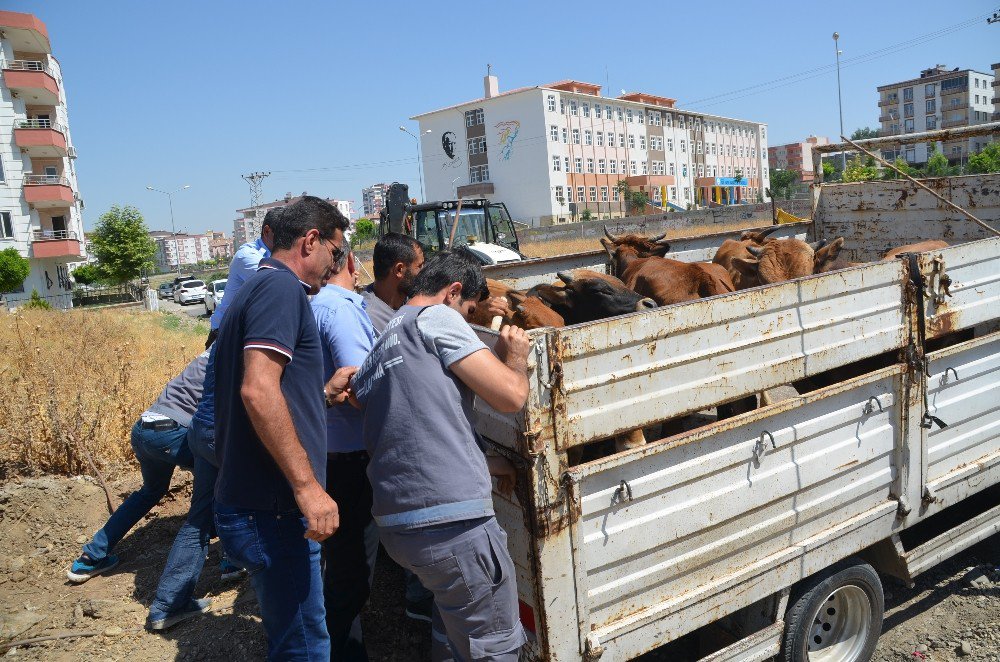 Batman’da Başıboş Hayvanlar Toplanmaya Başlandı