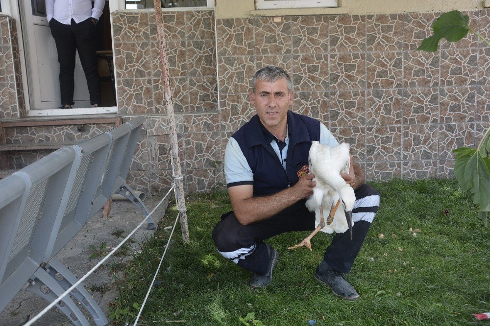 Yavru Leyleğe İtfaiye Sahip Çıktı