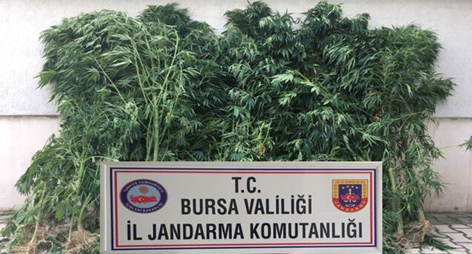 Kanalboyunda Uyuşturucu Operasyonu