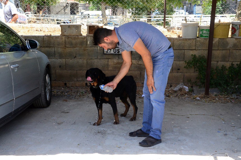 Kayıp Köpek Doby Aylar Sonra Sahibine Kavuştu