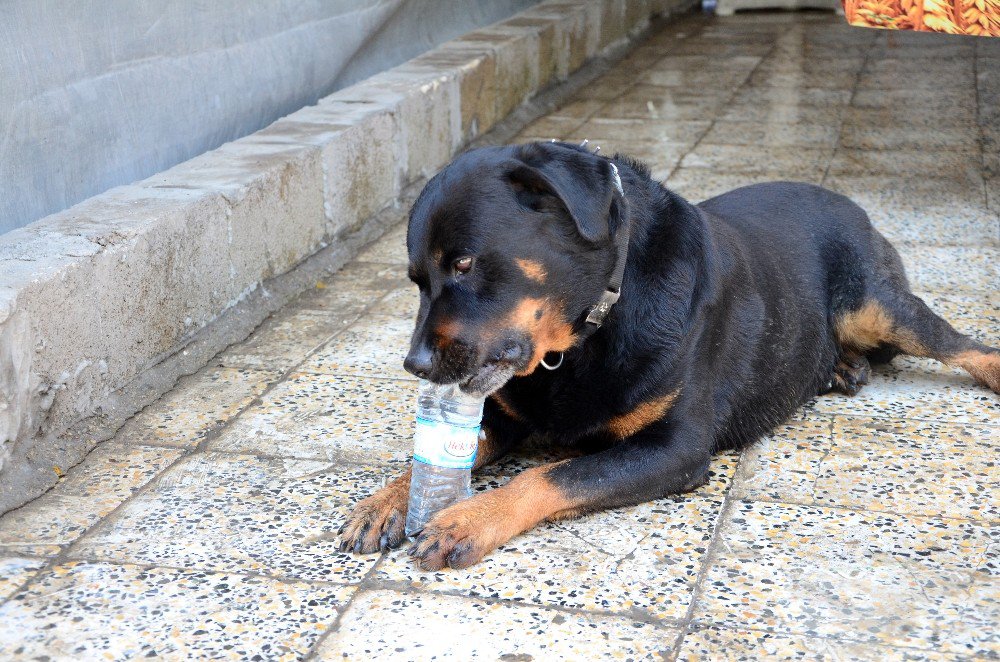 Kayıp Köpek Doby Aylar Sonra Sahibine Kavuştu