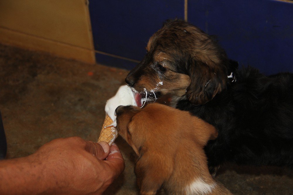 Sıcaktan Bunalan Köpekler Dondurma Ve Duşla Serinletiliyor