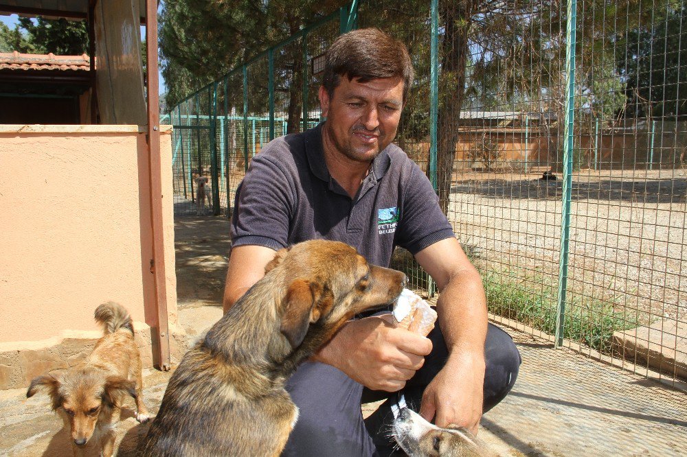 Sıcaktan Bunalan Köpekler Dondurma Ve Duşla Serinletiliyor