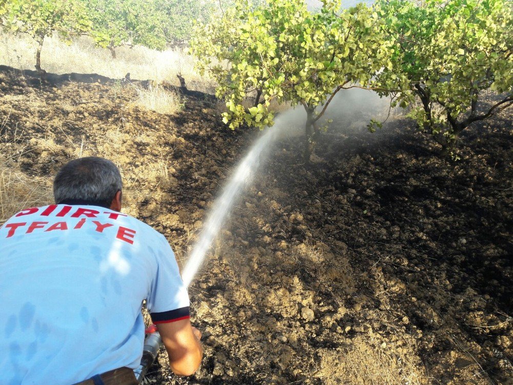 Siirt’te Yangın Fıstık Ağaçlarına Sıçramadan Söndürüldü