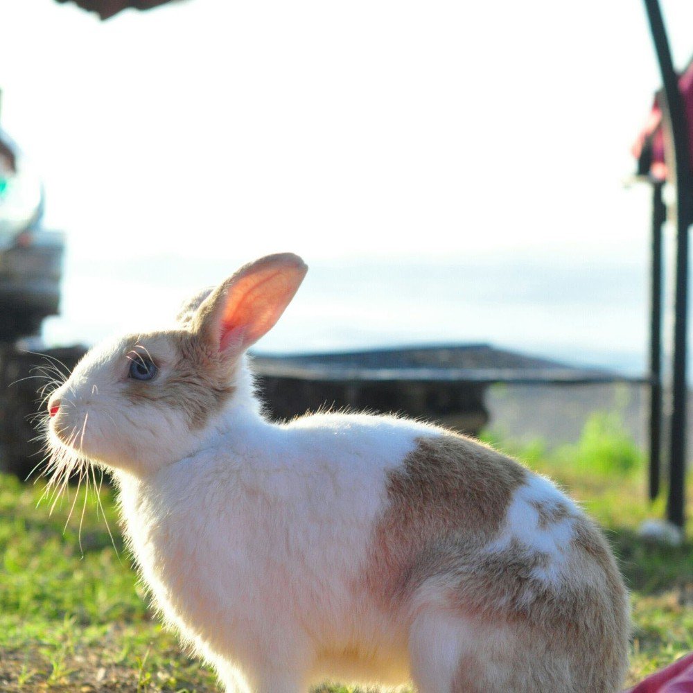 Kaçırıldığını İddia Ettiği Tavşanını Sosyal Medya Üzerinden Arıyor