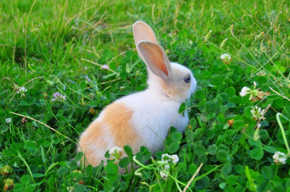 Kaçırıldığını İddia Ettiği Tavşanını Sosyal Medya Üzerinden Arıyor