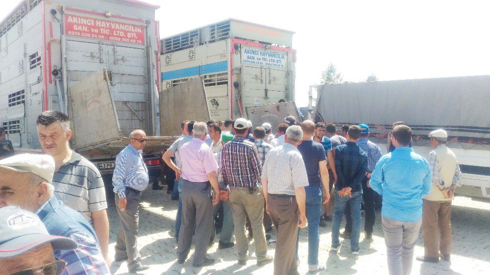 Süt Üreticileri Birliği Ortaklarına Düve Dağıttı