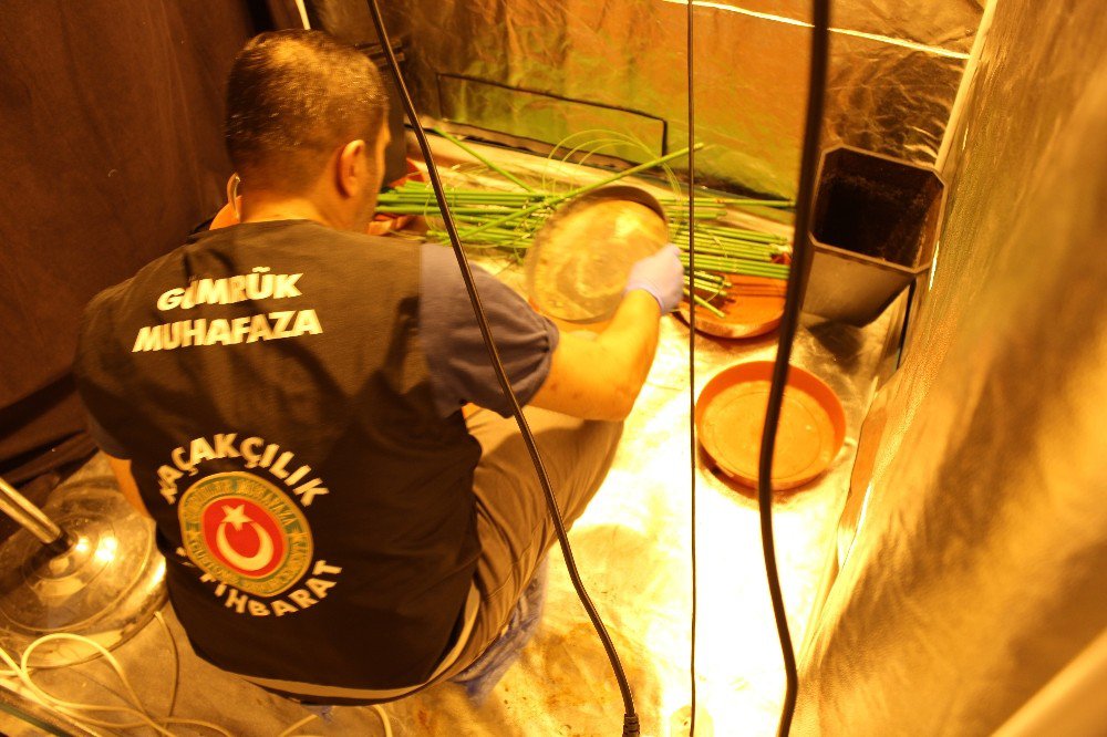 Kanada’dan Posta İle Gönderilen 500 Gram Esrar Ele Geçirildi