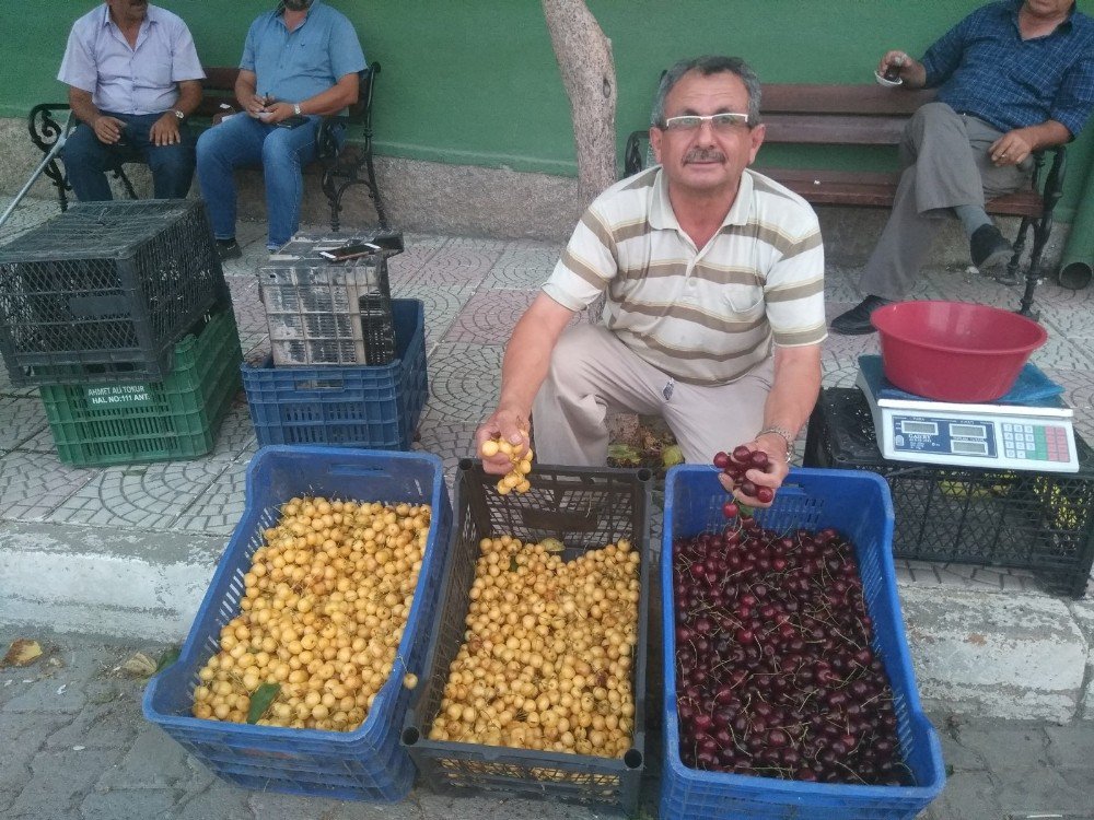 Hisarcık’ta Beyaz Kiraza Rağbet Arttı