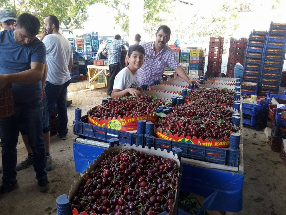 Pazarlar’da Kiraz Sezonu Sona Erdi
