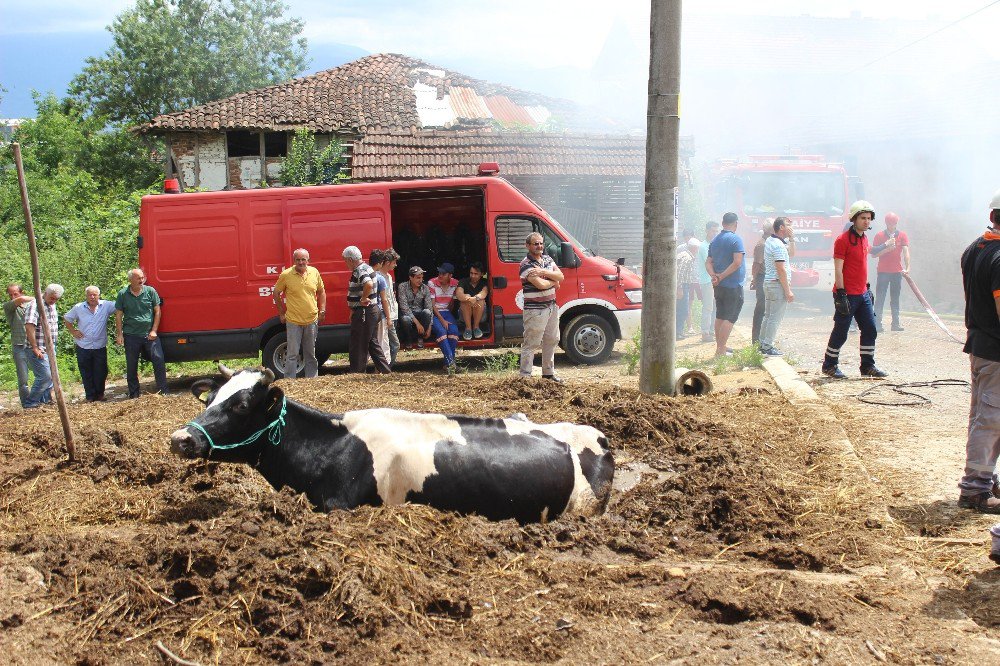 Yangından Kaçan İnek Tezek Yığınına Saplandı