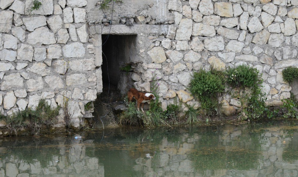 Rögarda Mahsur Kalan Köpek, 6 Saat Sonra Belediye Ekipleri Kurtardı