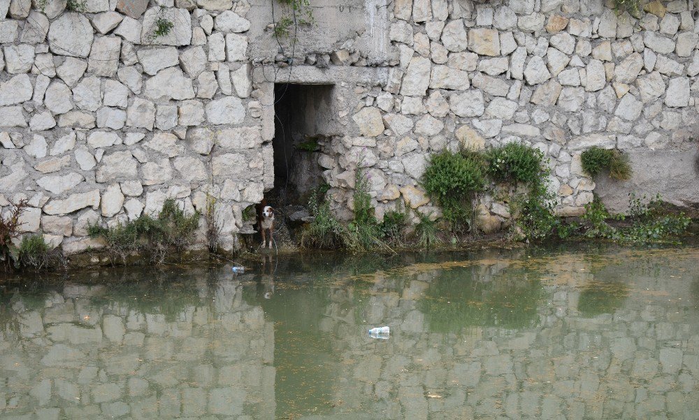 Rögarda Mahsur Kalan Köpek, 6 Saat Sonra Belediye Ekipleri Kurtardı